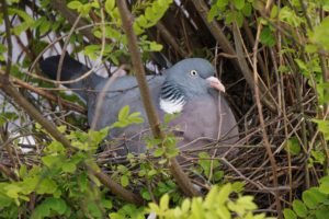 nid de pigeon