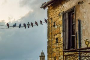 pigeon ville 