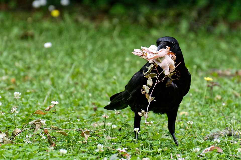 Un corbeau dans un jardin