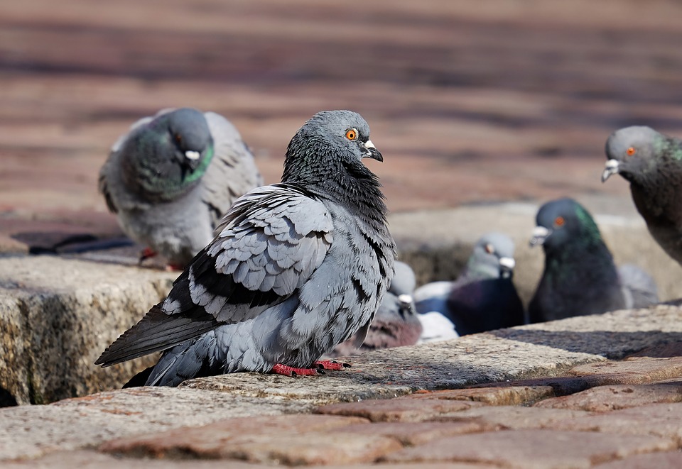 Des pigeons