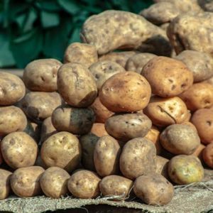 Comment planter des pommes de terre ?