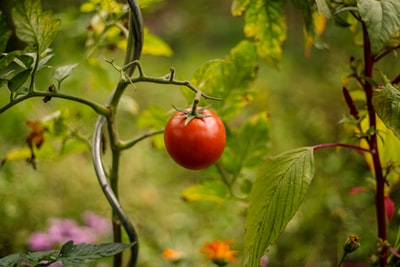 Comment planter des tomates ?