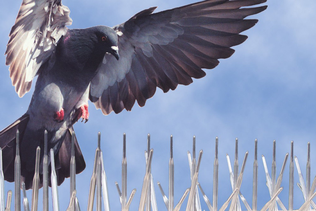 Pics anti-pigeons
